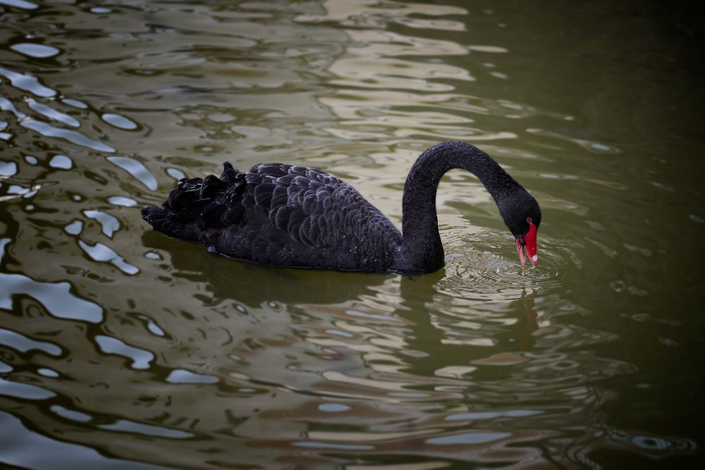 Trauerschwan  ( NRW )