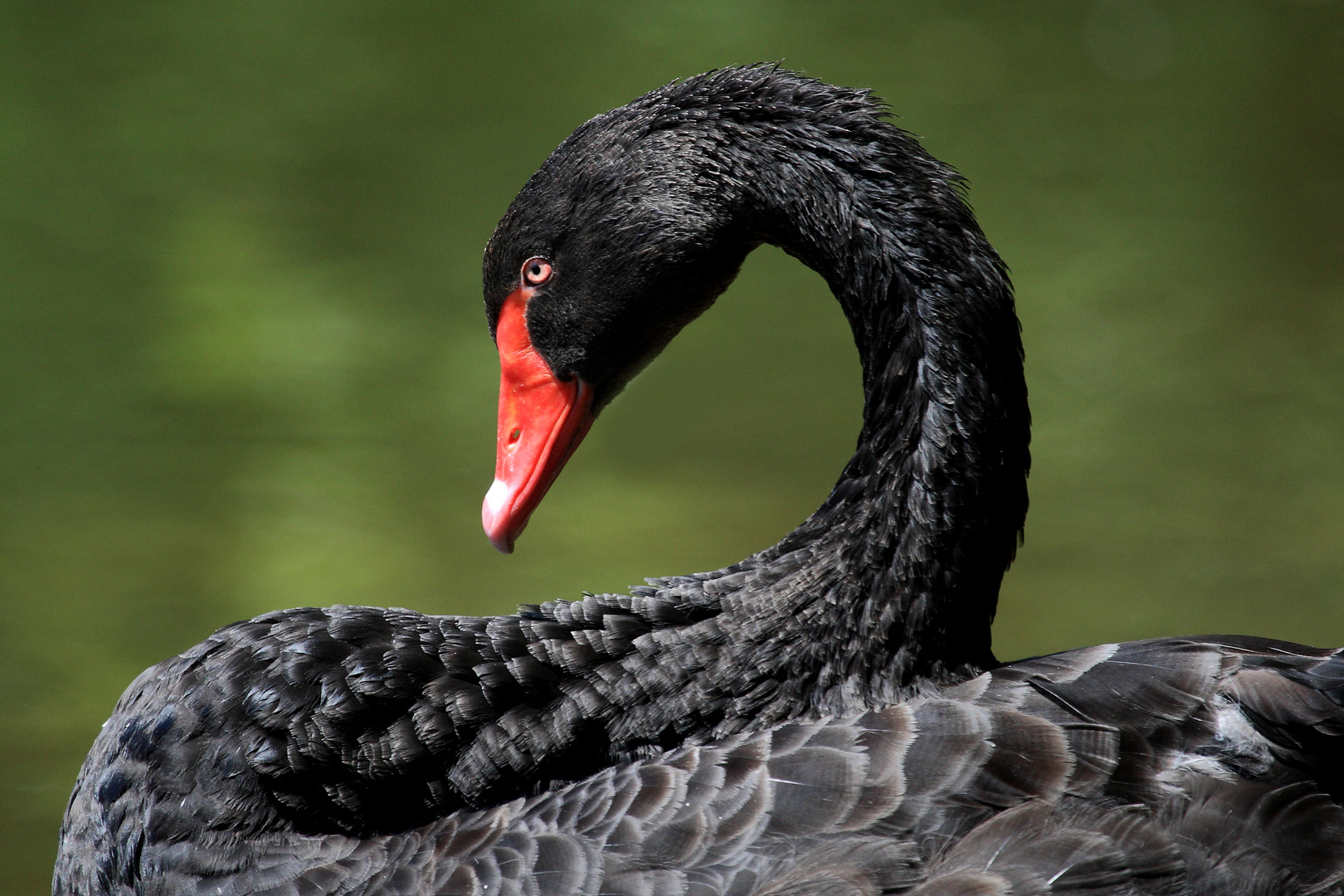 Trauerschwan-Portrait