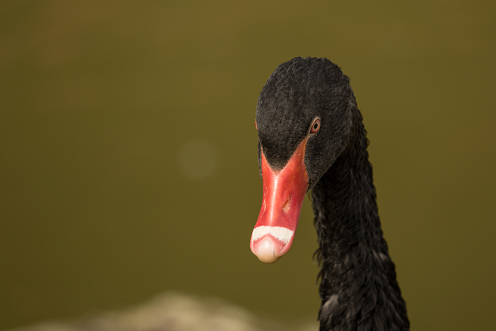 Trauerschwan-Portrait