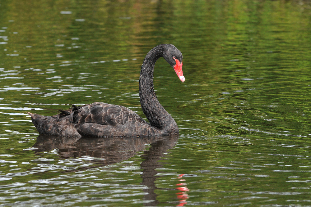 Trauerschwan – Schönheit