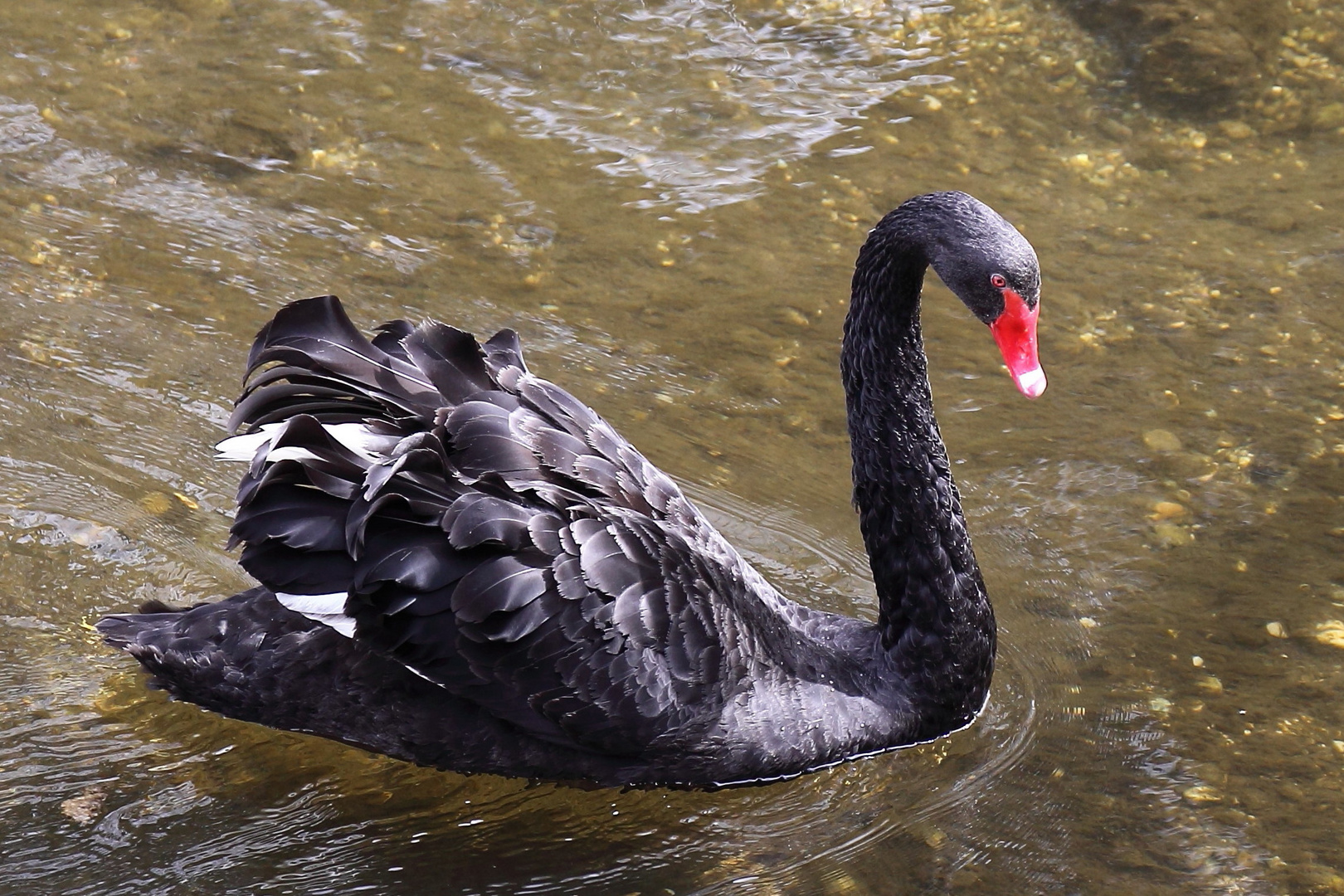 Trauerschwan - schwarze Schönheit
