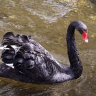 Trauerschwan - schwarze Schönheit