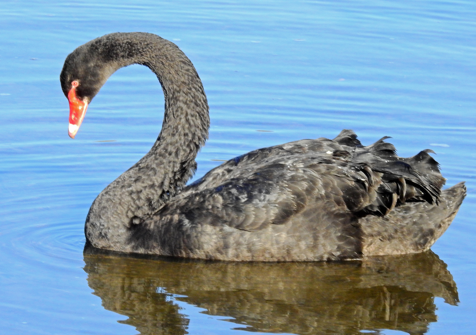 Trauerschwan / Schwarzschwan