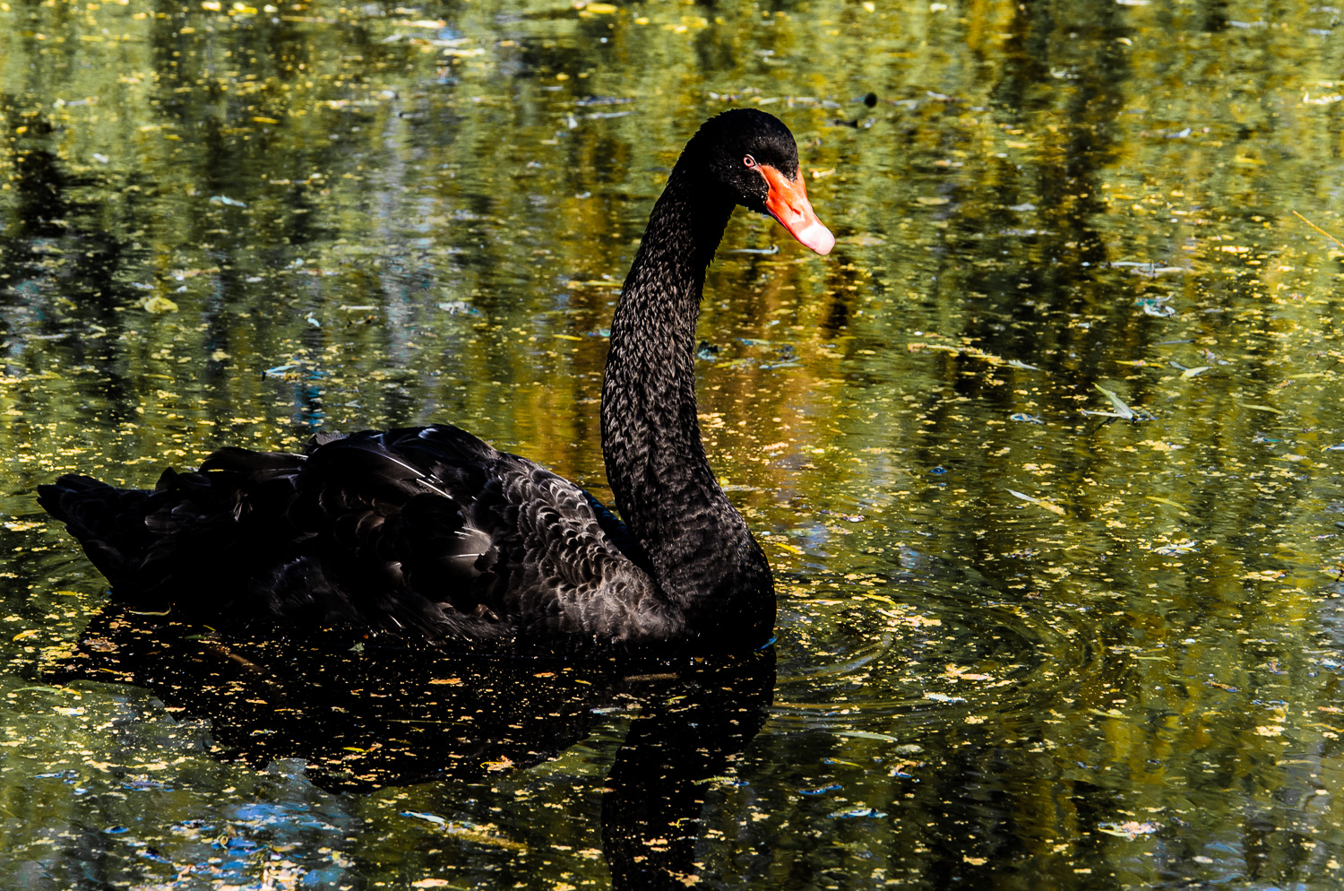 Trauerschwan / Schwarzschwan