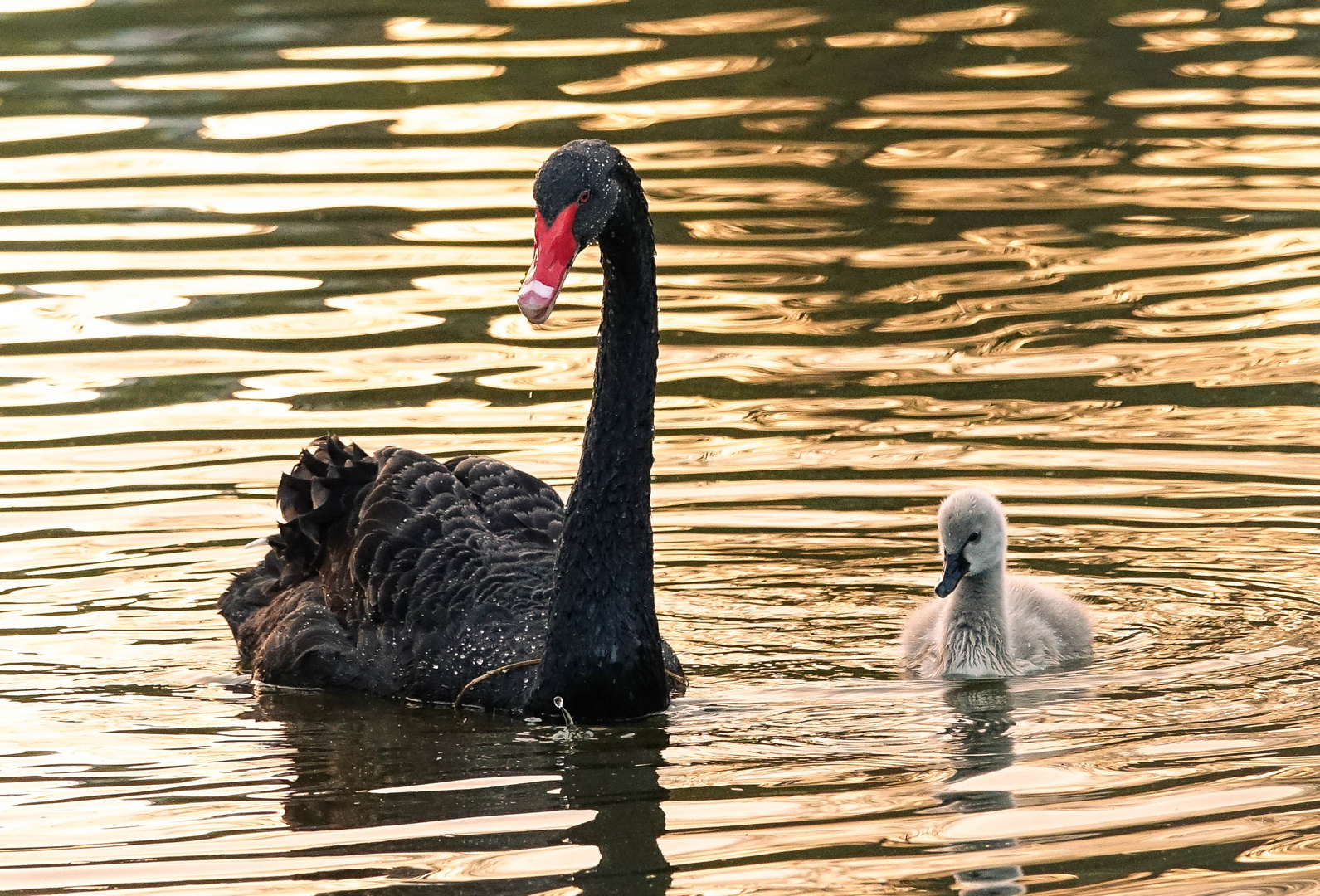 Trauerschwanmama mit Küken 