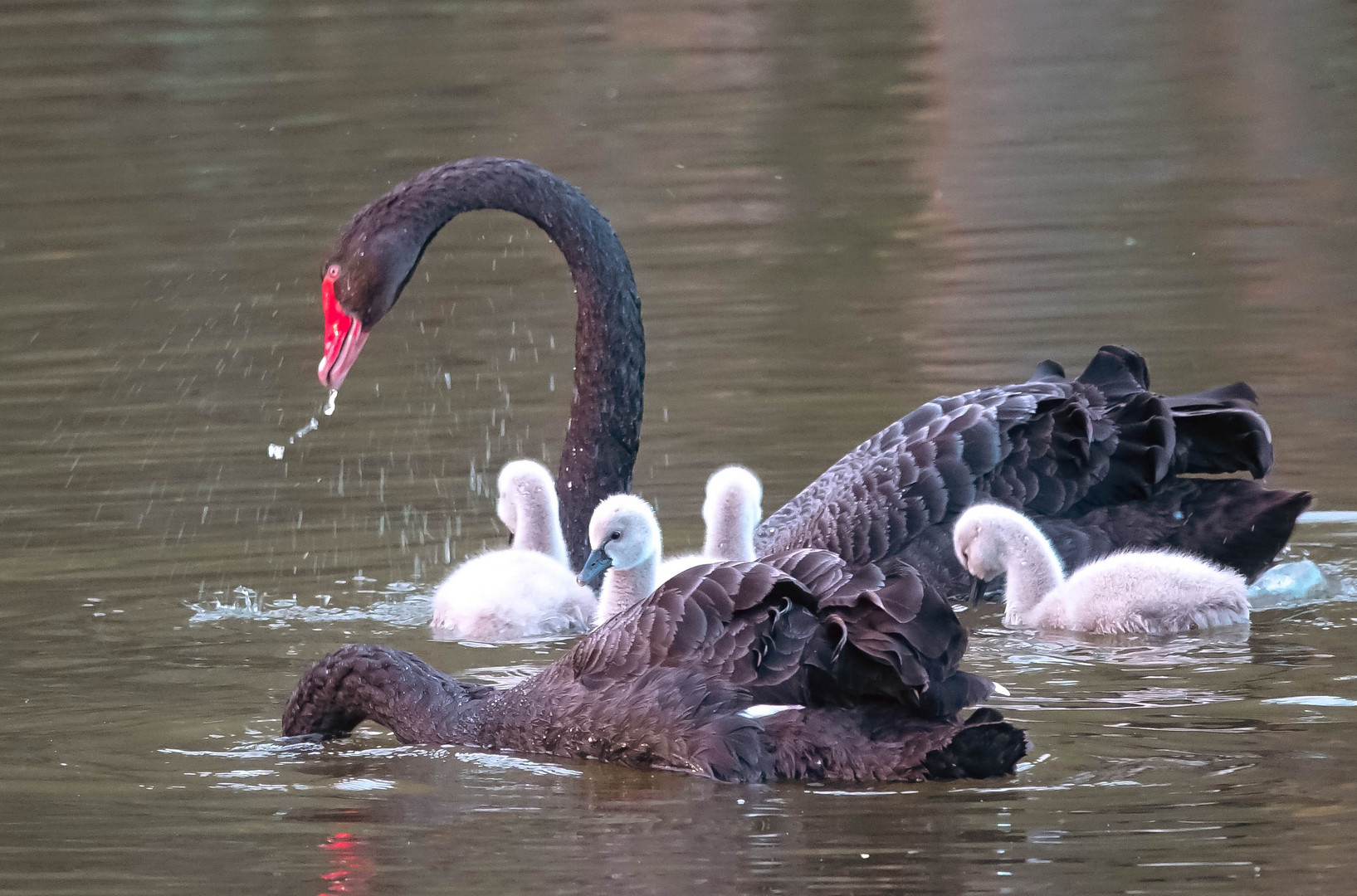 Trauerschwanpaar mit Nachwuchs