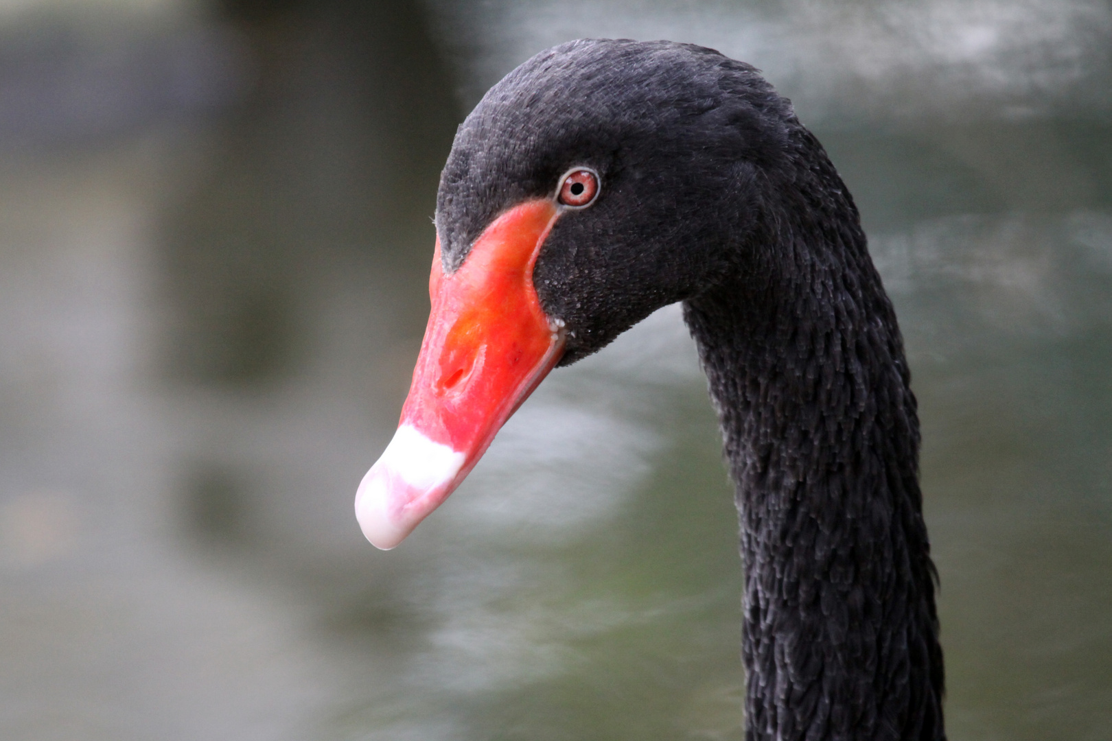 Trauerschwanportrait