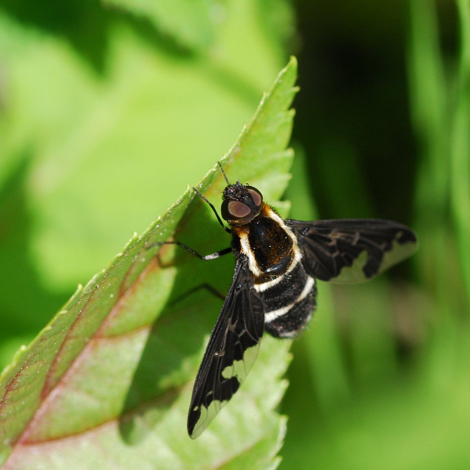 Trauerschweber, Hemipenthes maurus