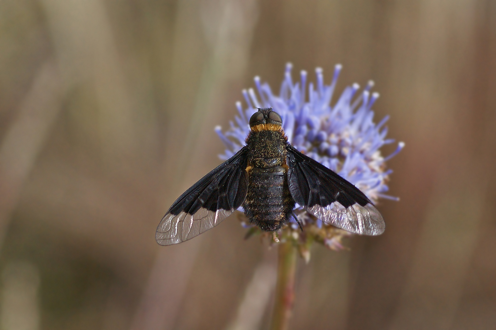 Trauerschweber (Hemipenthes morio)