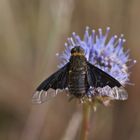 Trauerschweber (Hemipenthes morio)