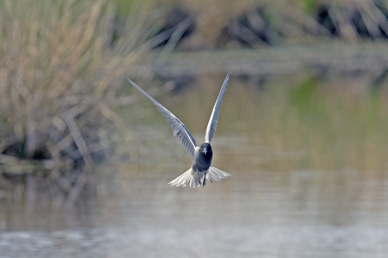 Trauerseeschwalbe