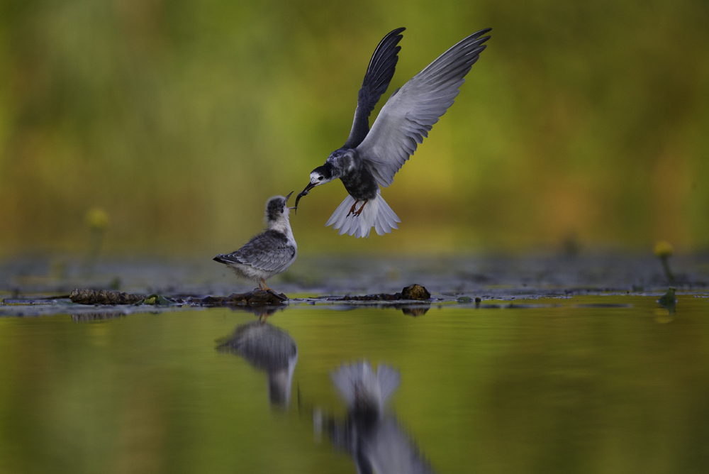 Trauerseeschwalbe (Chlidonias niger) im Flug füttert Jungvogel