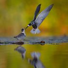 Trauerseeschwalbe (Chlidonias niger) im Flug füttert Jungvogel