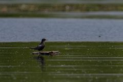 Trauerseeschwalbe - Doku