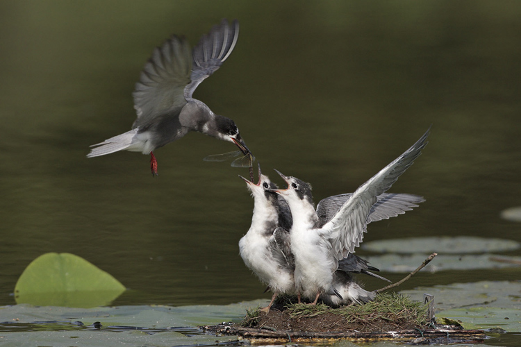 Trauerseeschwalbe füttert Jungvögel