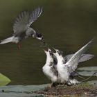 Trauerseeschwalbe füttert Jungvögel