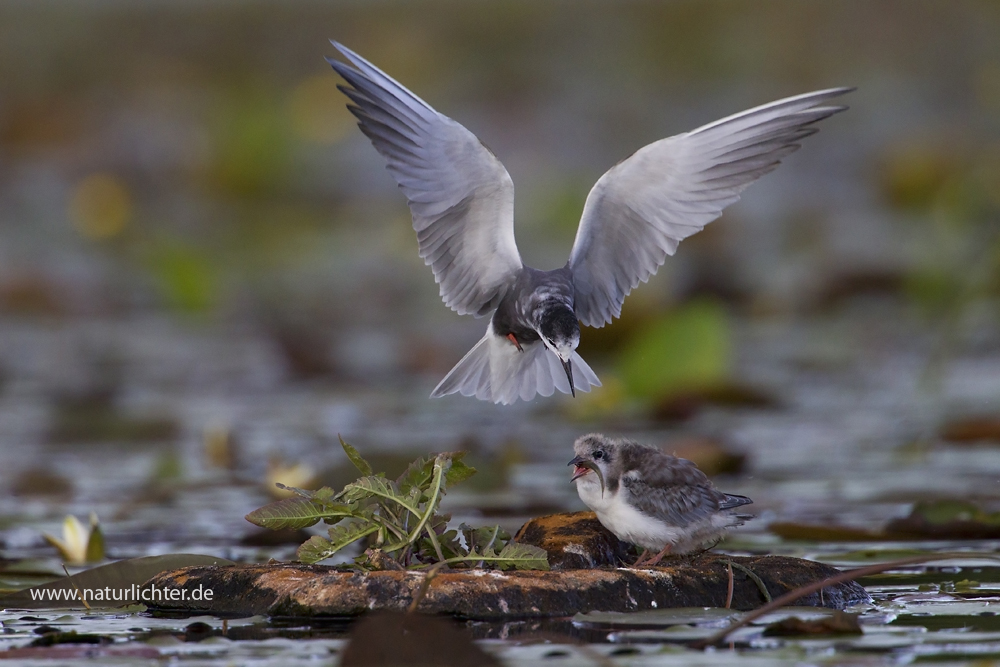 Trauerseeschwalbe füttert Jungvogel