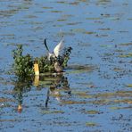 Trauerseeschwalbe füttert Pulli an Nisthilfe (DOKU)