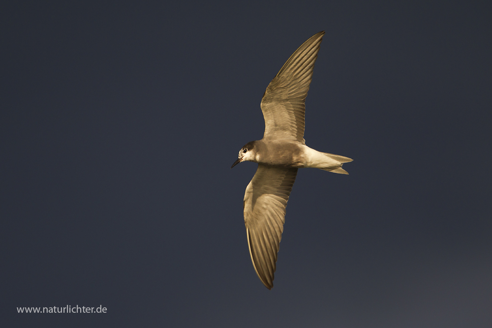 Trauerseeschwalbe im Flug