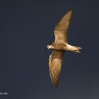 Trauerseeschwalbe im Flug