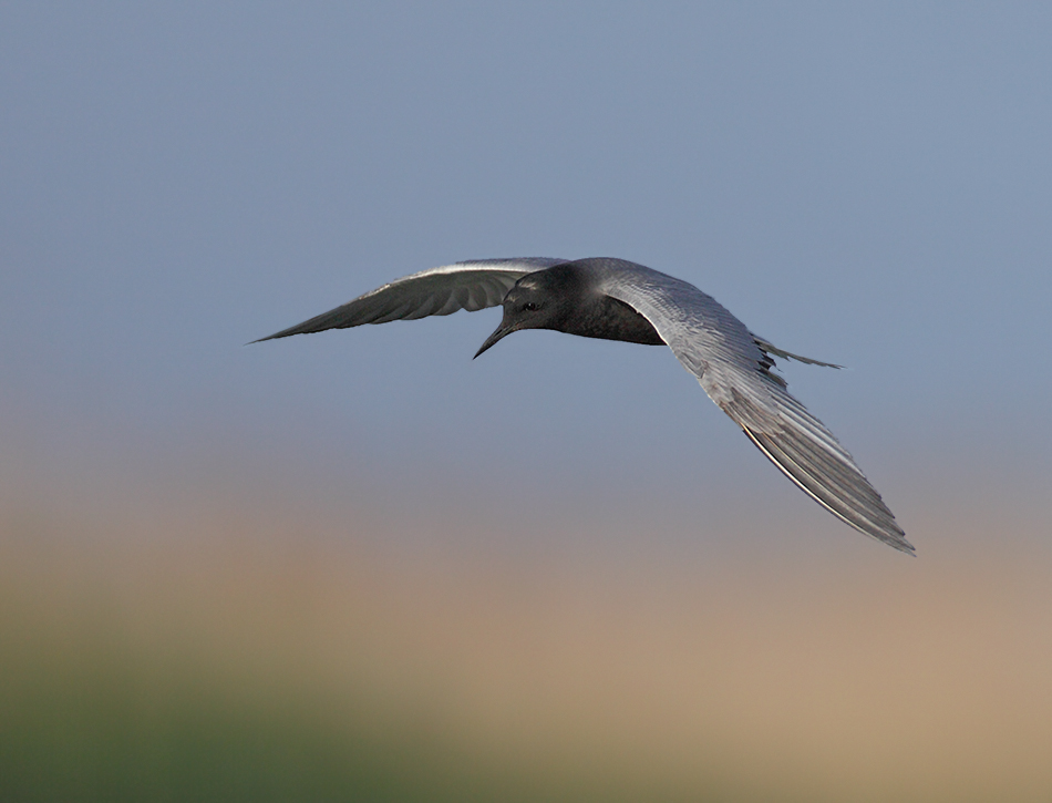 Trauerseeschwalbe im Flug