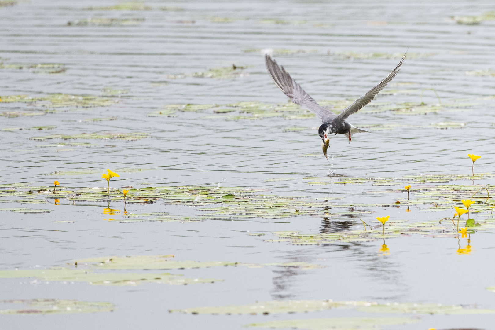 Trauerseeschwalbe mit Beute