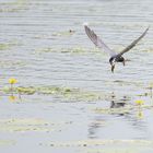 Trauerseeschwalbe mit Beute