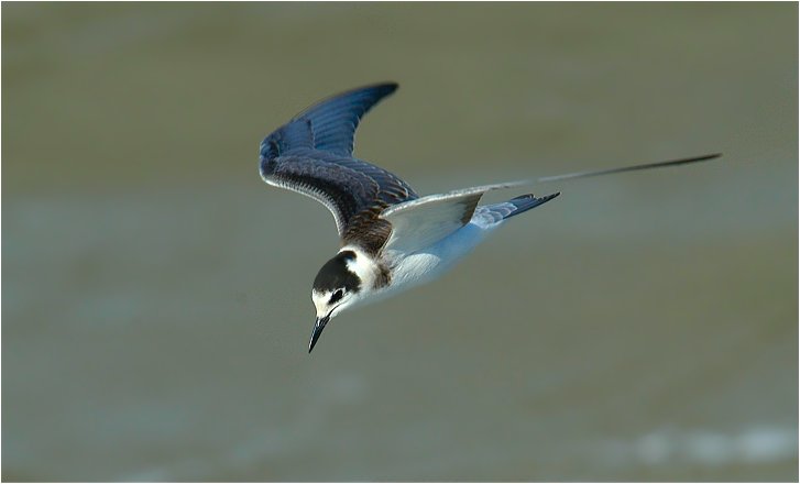 Trauerseeschwalbe (Nordsee bei Ameland)