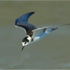 Trauerseeschwalbe (Nordsee bei Ameland)