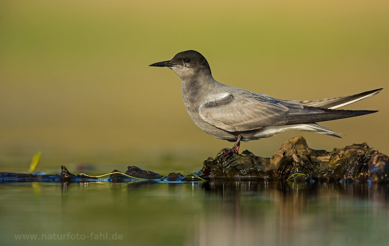 Trauerseeschwalbe - Weibchen