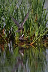 Trauerseeschwalben-Fütterung