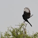 Trauerseidenschnäpper - Phainopepla (Phainopepla nitens)