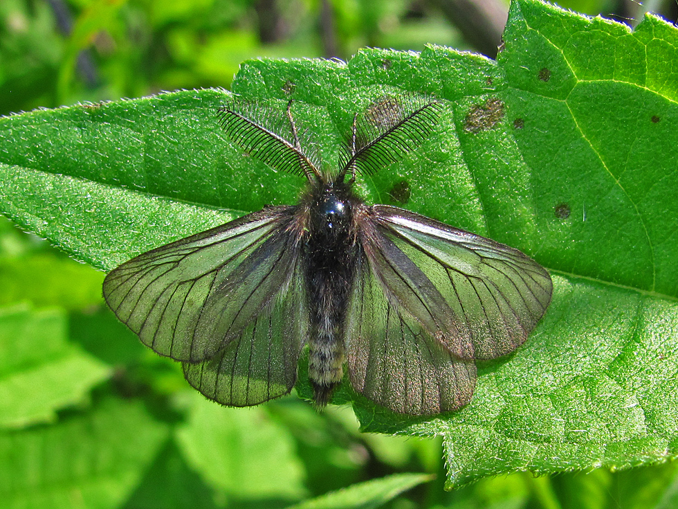 Trauerspinner Männchen