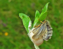 Trauerspinner Weibchen