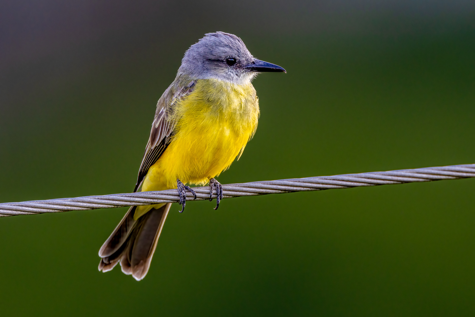 Trauertyrann (Tropical Kingbird)