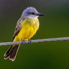 Trauertyrann (Tropical Kingbird)