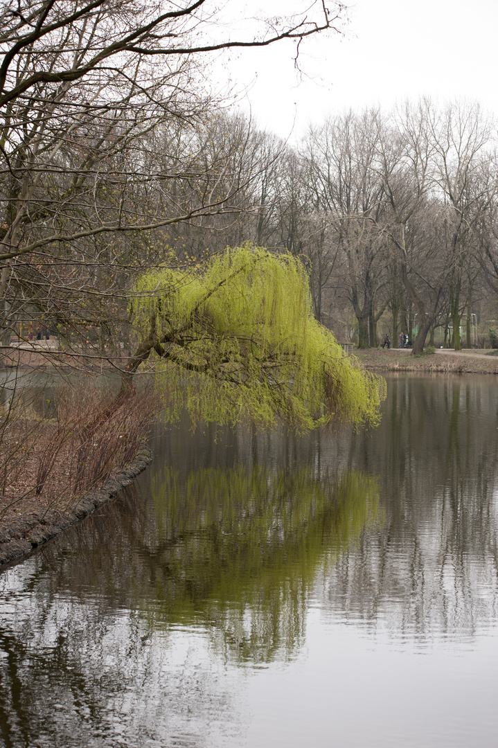 Trauerweide