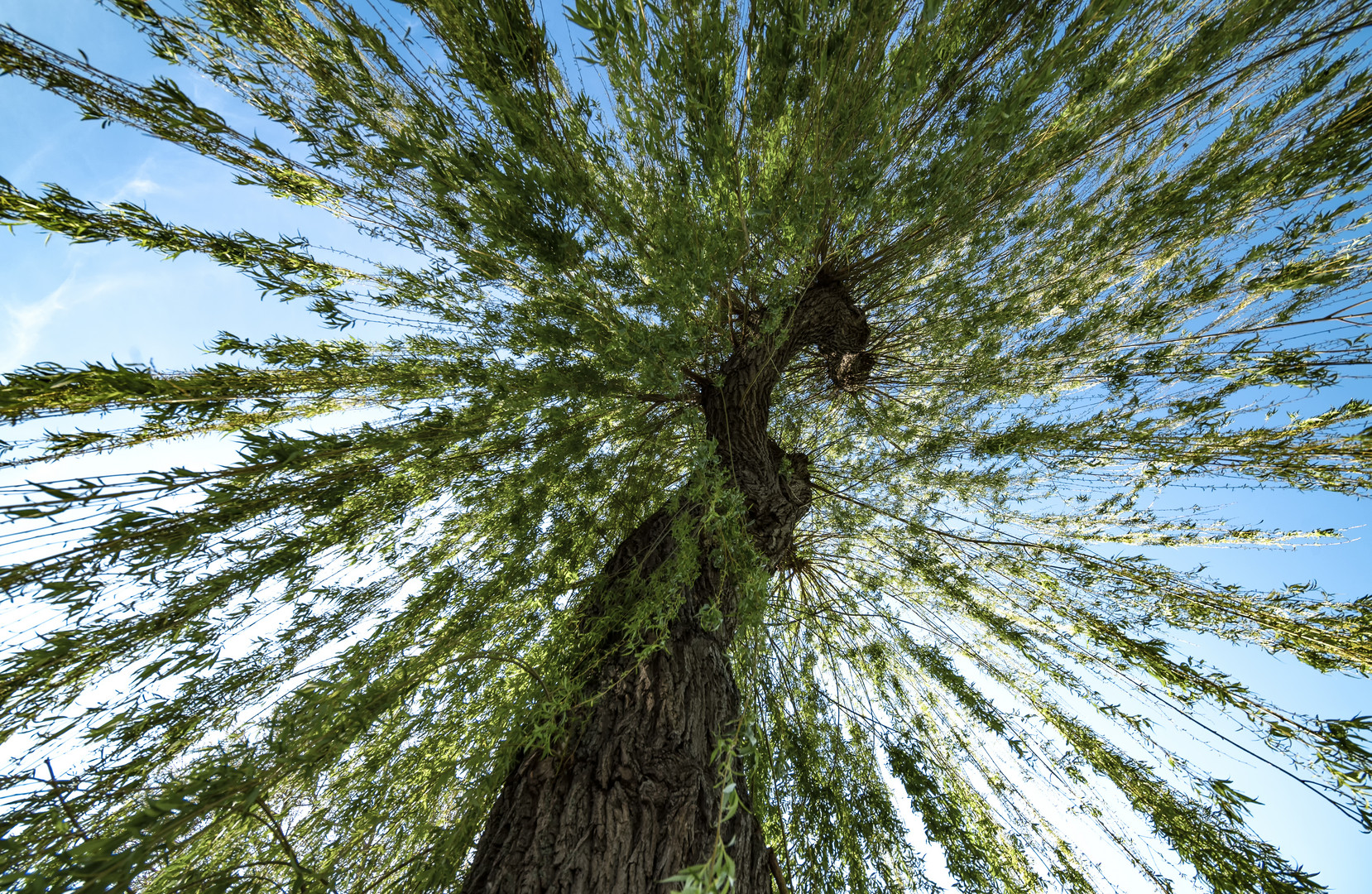 Trauerweide Foto &amp; Bild world, outdoor, himmel Bilder