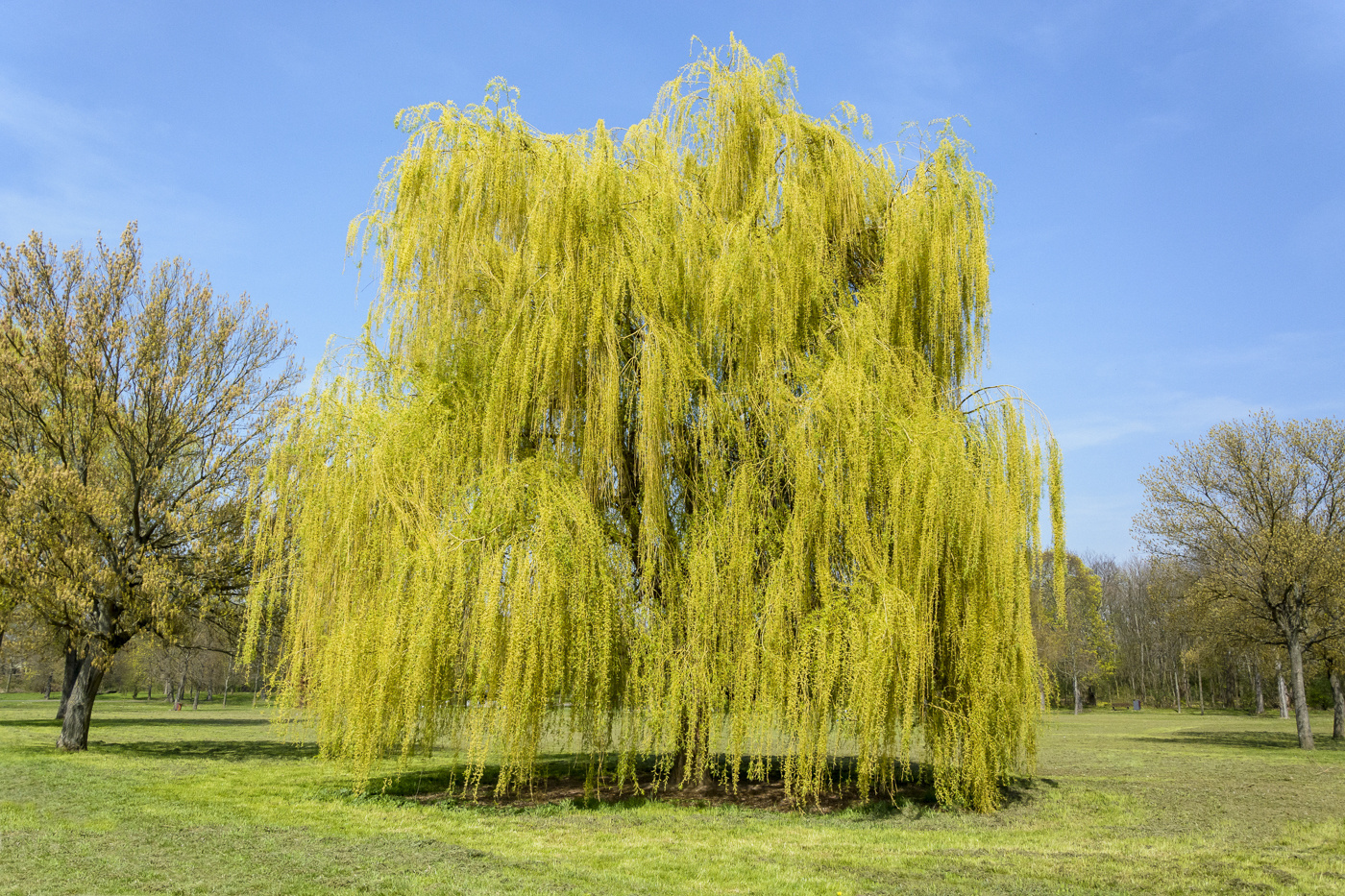 Trauerweide Foto & Bild landschaft, garten & parklandschaften, natur