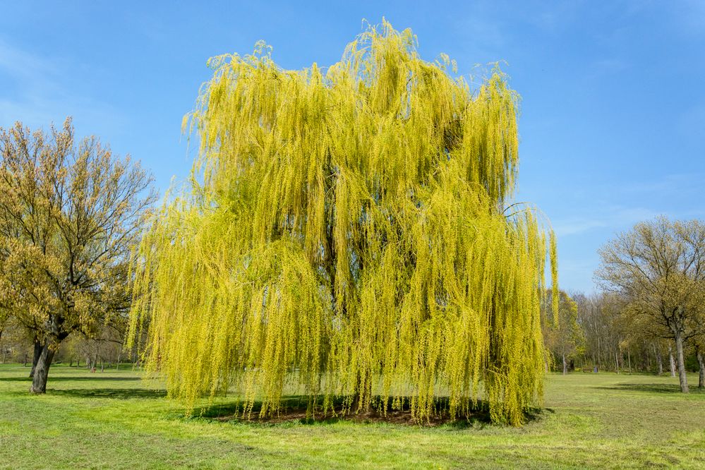Trauerweide Foto &amp; Bild landschaft, garten
