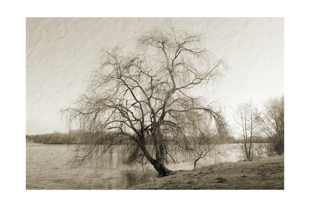 Trauerweide am Adolfosee