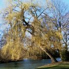 Trauerweide am Eisbach