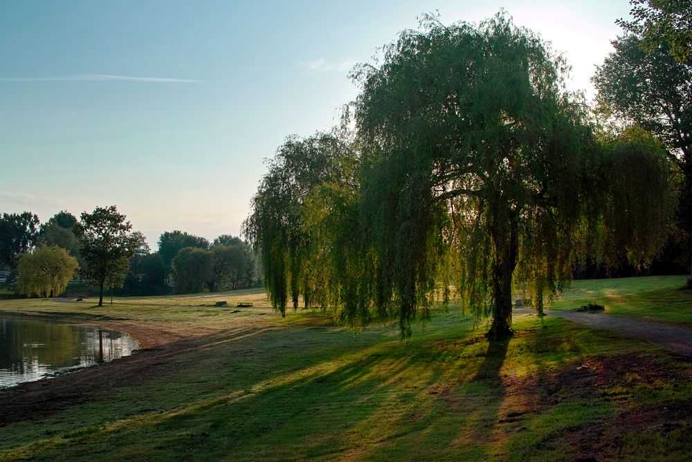 Trauerweide am Fühlinger See