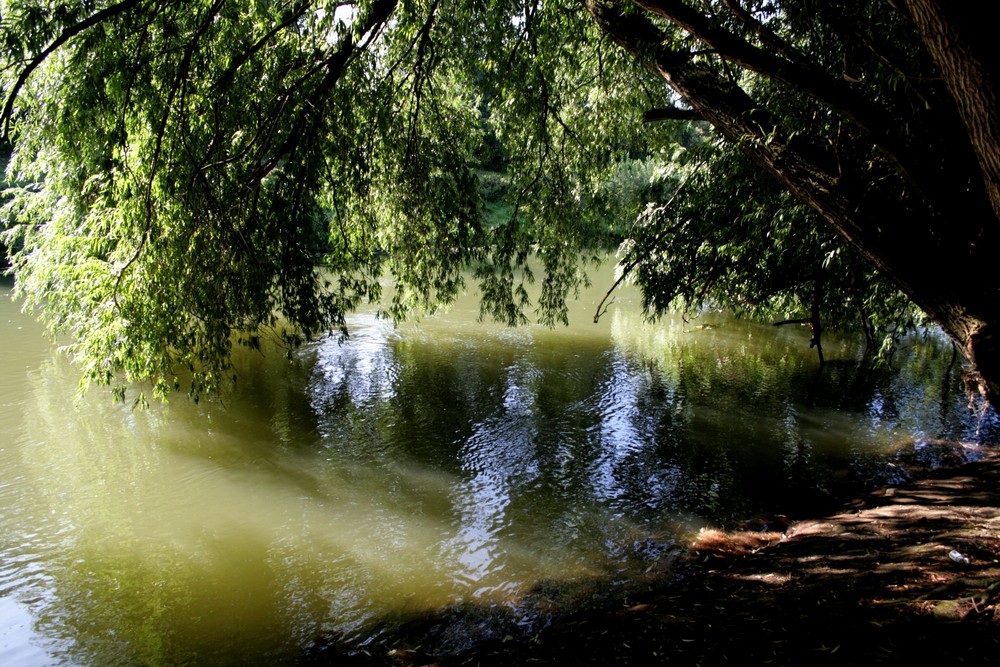 Trauerweide am Kanal