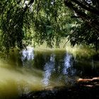 Trauerweide am Kanal