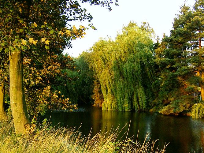 Trauerweide am Ollenufer