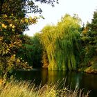 Trauerweide am Ollenufer