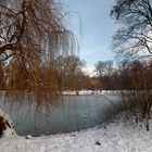 Trauerweide am Portikusteich