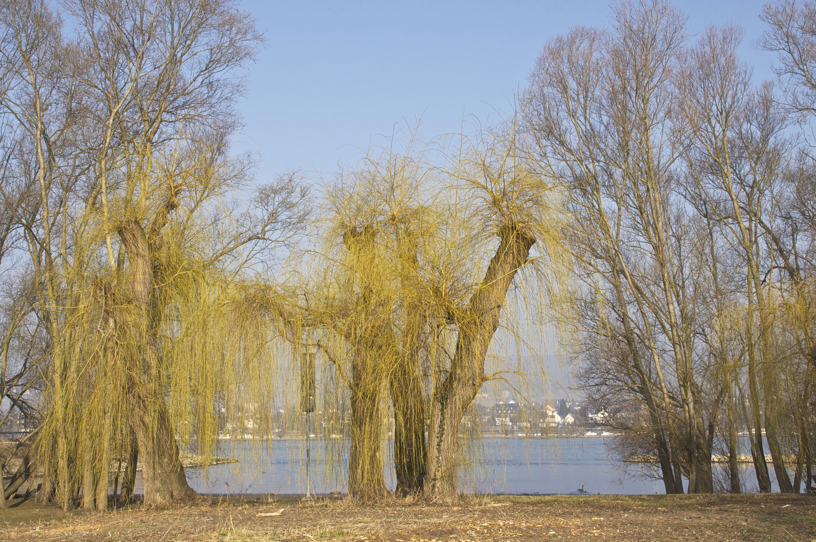 Trauerweide am Rhein