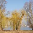 Trauerweide am Rhein